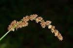 Cypressknee sedge